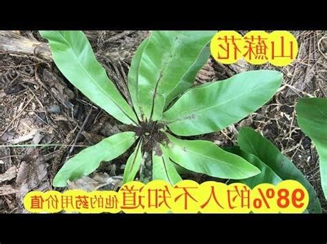 山蘇 風水